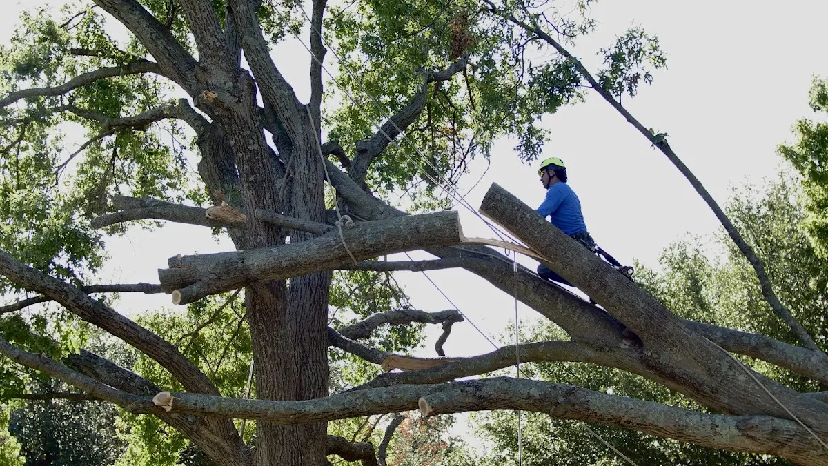 Professional Hazardous Tree Removal performed by certified arborists in Blue Hill